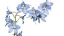 Delphinium